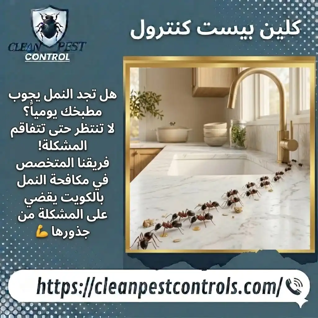 Sudden Ant Appearance in Kuwait Homes