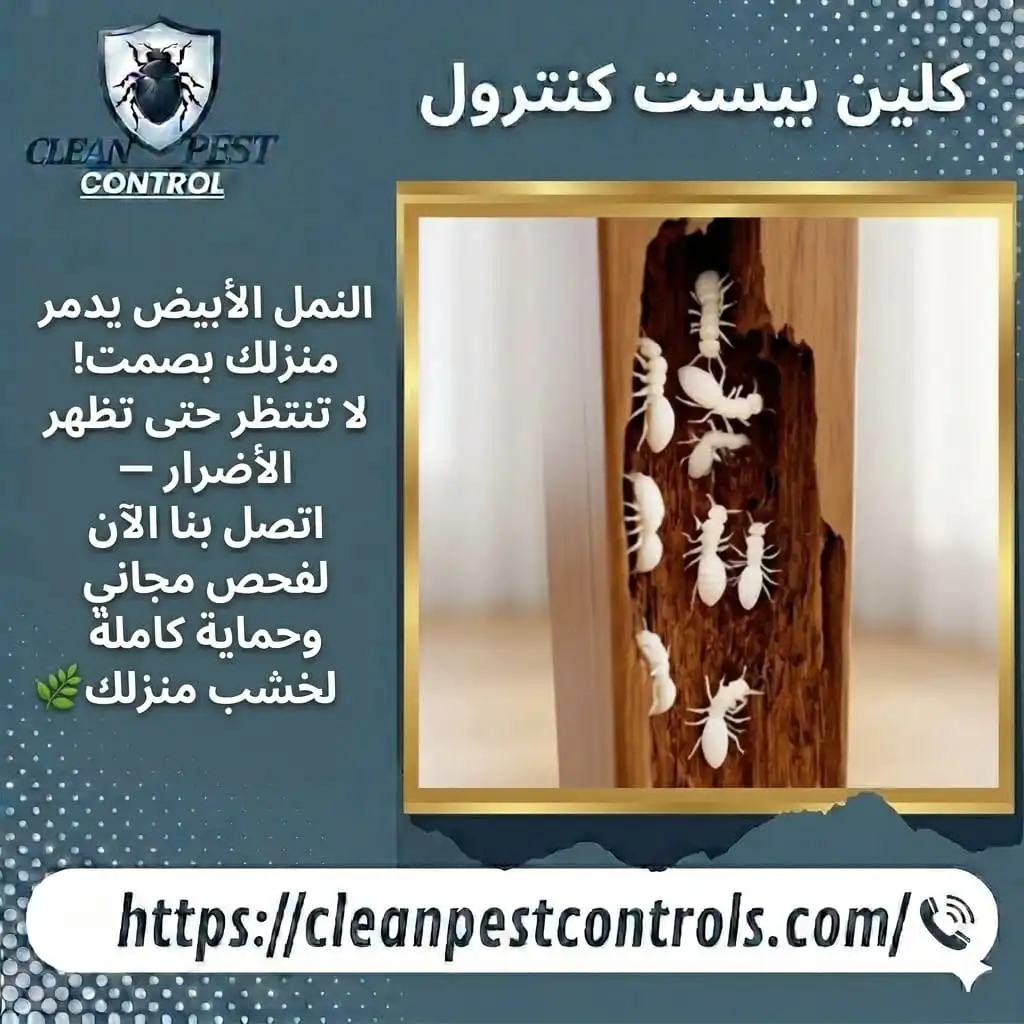 Termite Signs Before Home Damage in Kuwait